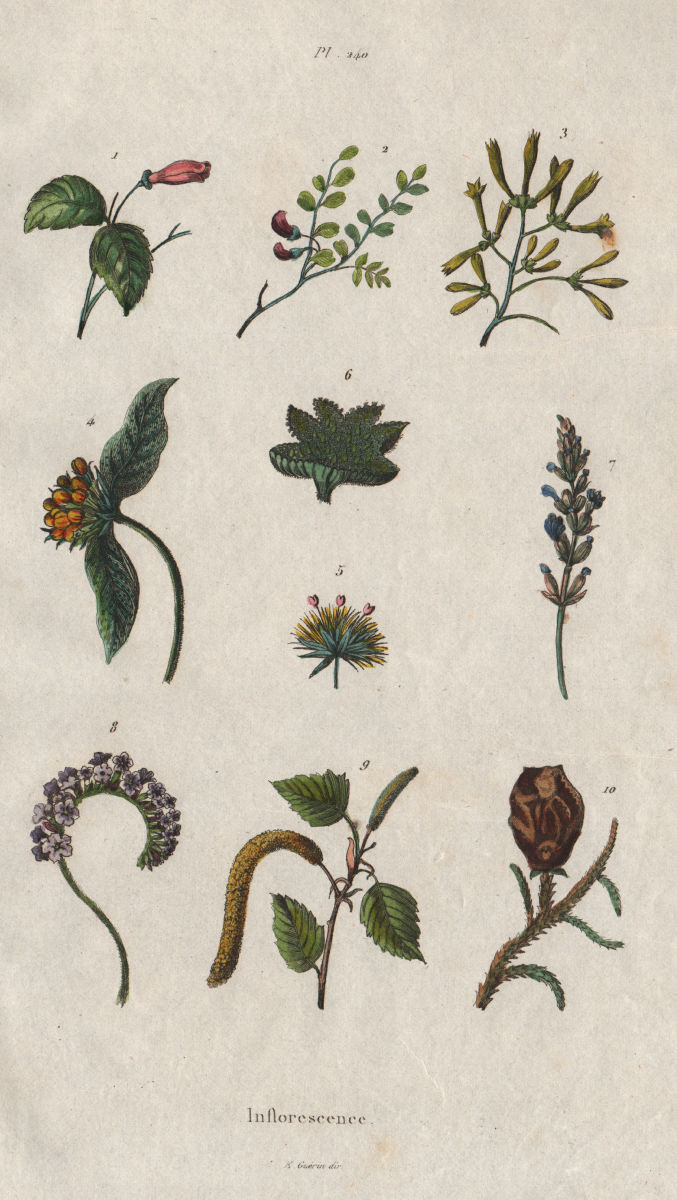FLOWERS. Inflorescence. Flowering plants I 1833 old antique print picture